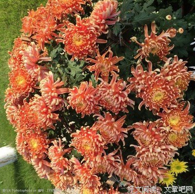 菊花开了