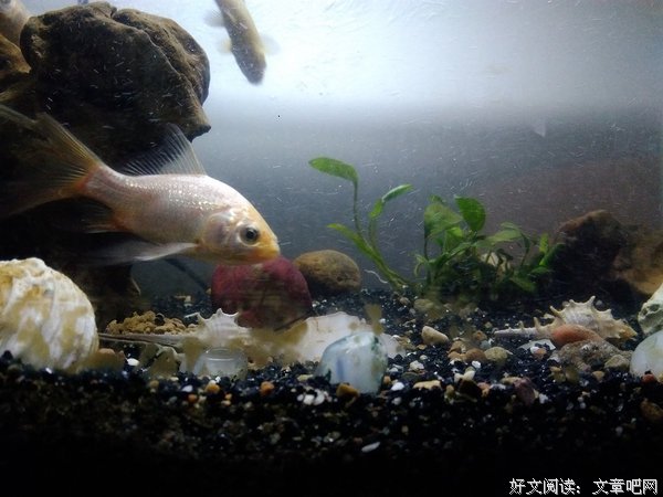独立之精神，自由之思想