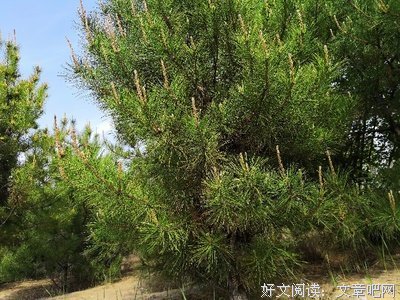 静听松涛
