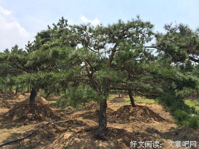泰山松