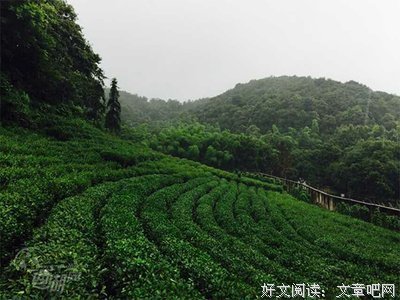青青小园