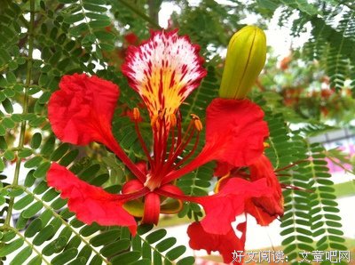 凤凰花
