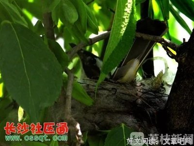 花枝上的鸟窝