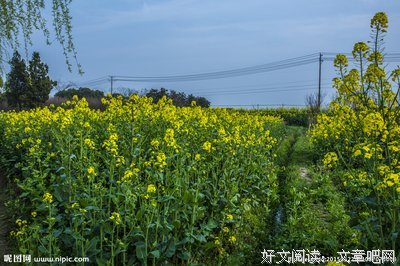 那片花田