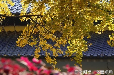 秋阳
