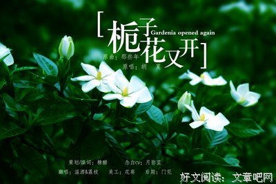 栀子花又开