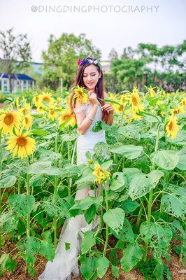 向日葵女孩