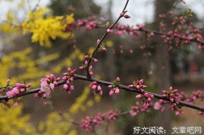 粉的花