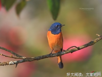 茶花园里的人影