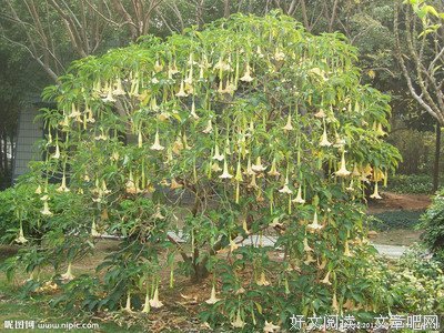曼陀罗