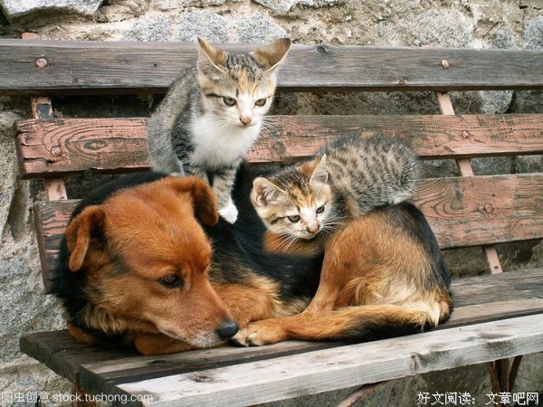 猫和狗
