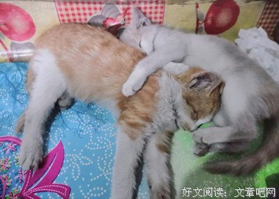 他她他