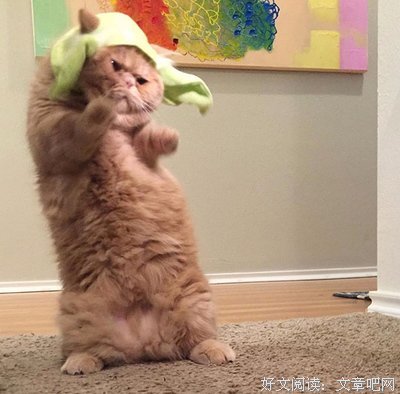 猫奴