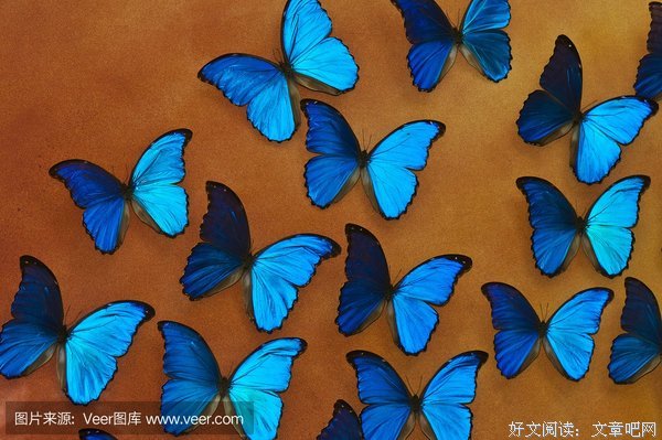 闪蝶翅膀