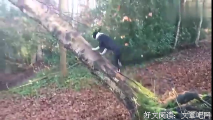 狗的复仇