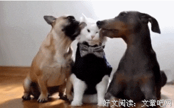 猫大哥