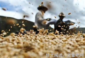 芃芃麦田 静静守望