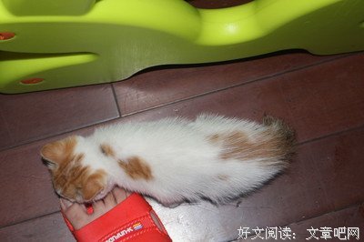 六合塘的猫