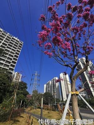 天桥的花