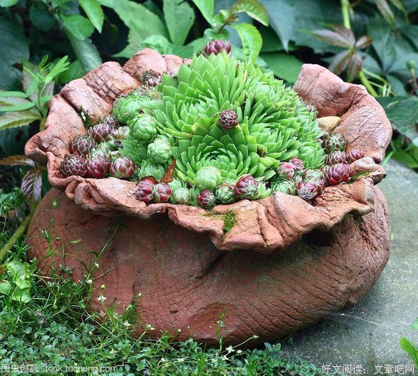 长生花