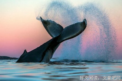 夭折的爱情