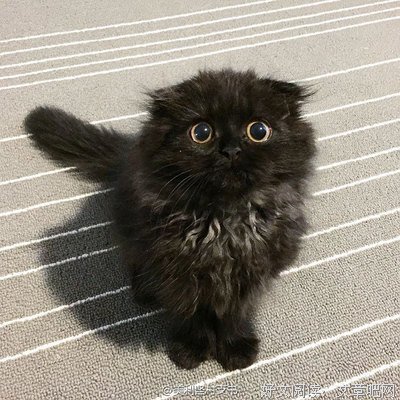 变成了猫