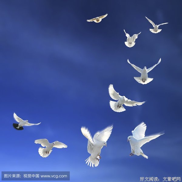 鸽子