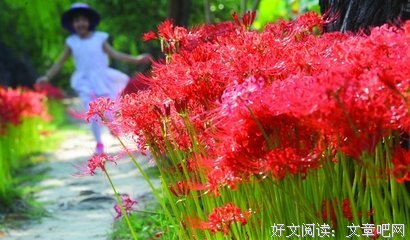 彼岸花开狸可追