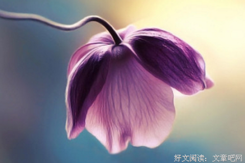 爱过这个世界