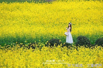 黄花淡淡