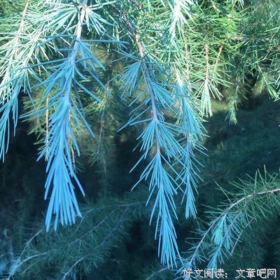 应当如是