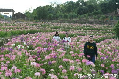 花之谷