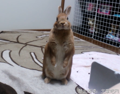 兔子几