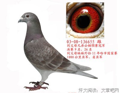 信鸽
