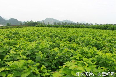 桑叶