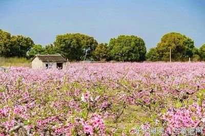 小红桃树
