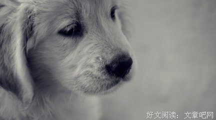 狗