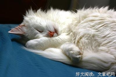 白猫