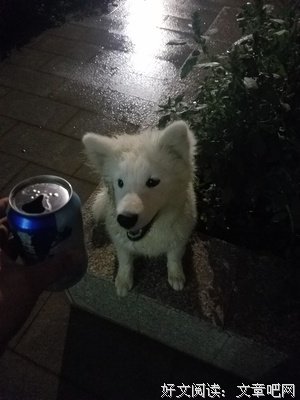 贴到狗身上