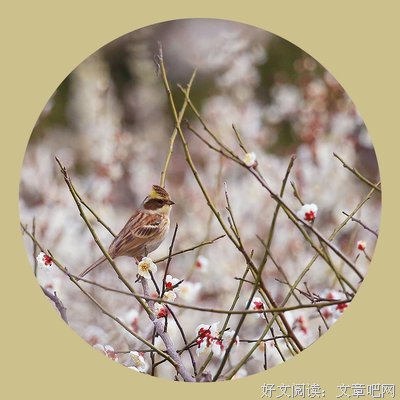 梅花叹