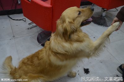 导盲犬