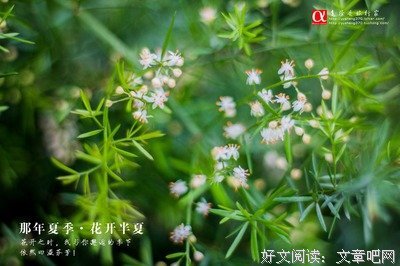 那年夏天，我和老爸去交公粮