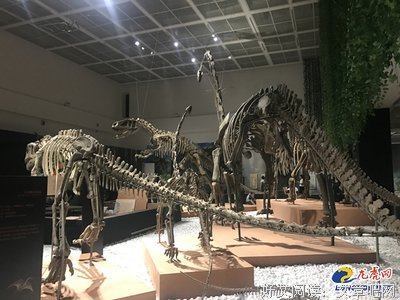 我的朋友小霸主