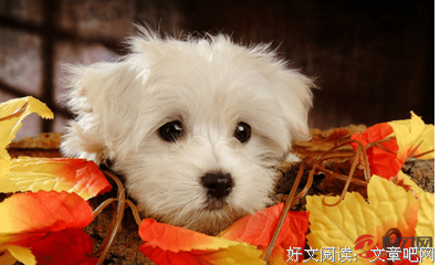 我家的小狗