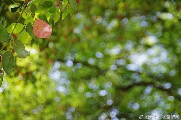 豆腐情深