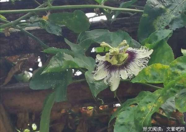 续不上的情缘