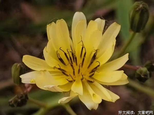 花季，那份朦胧的爱