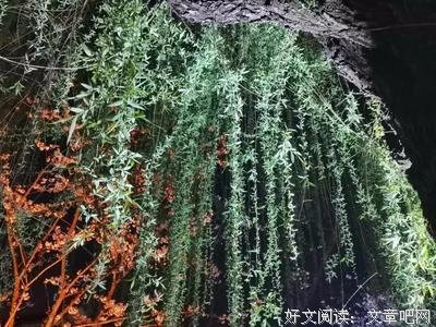 一朵平凡的小花