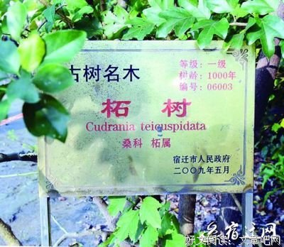 三人三姓三兄弟