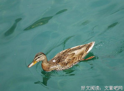 车队啊，你要缓缓地行